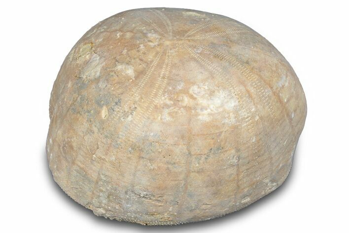 Cretaceous Sea Urchin (Holaster) Fossil - Texas #286480